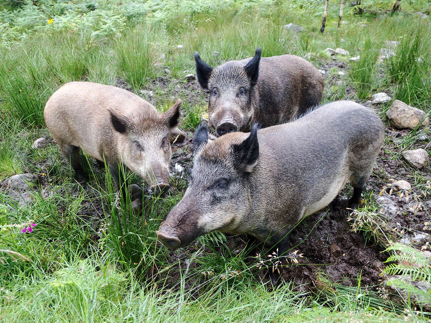 Three wild boar in long grass at Dundreggan