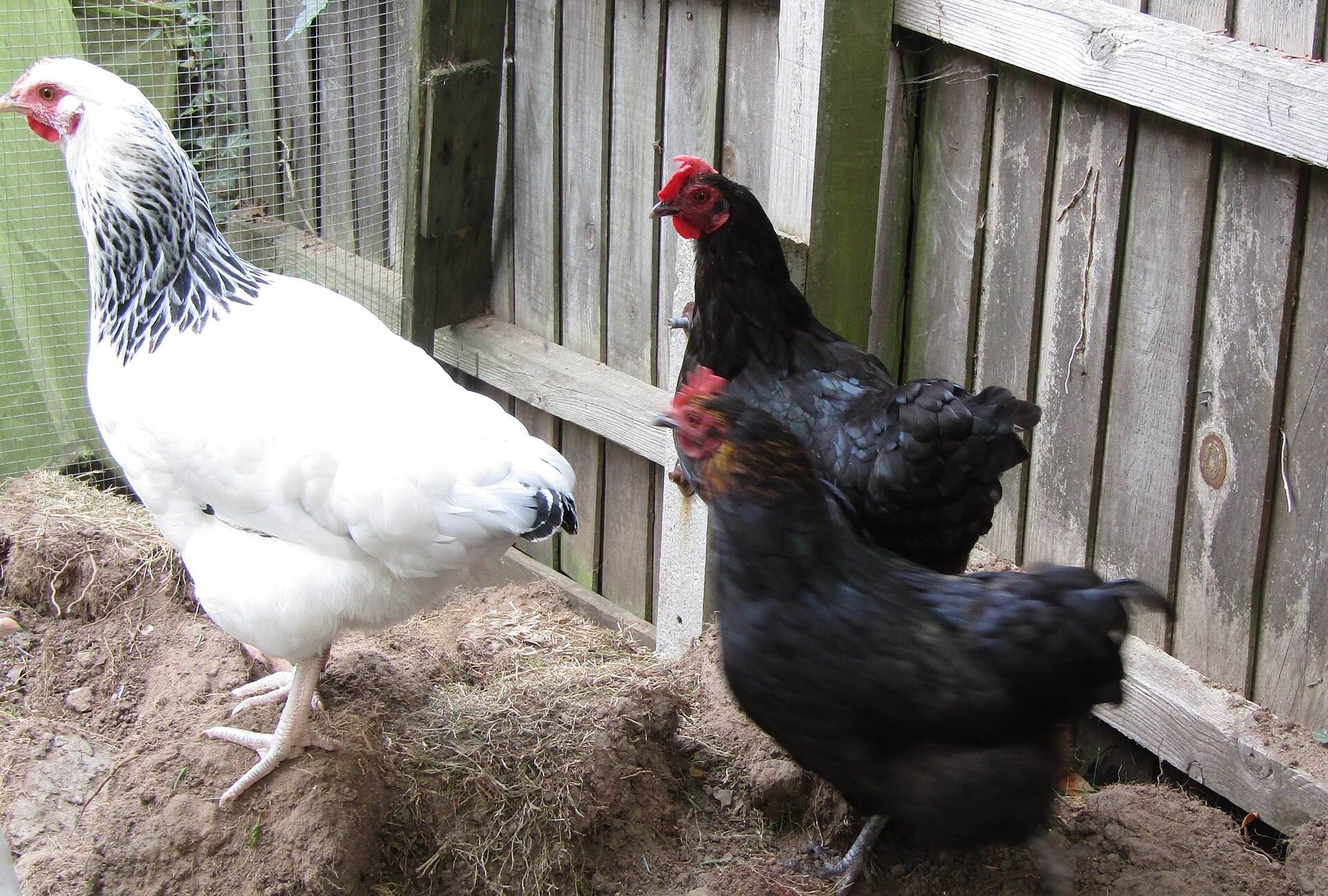 A Silver Sussex hen with speckled grey-and-white plumage