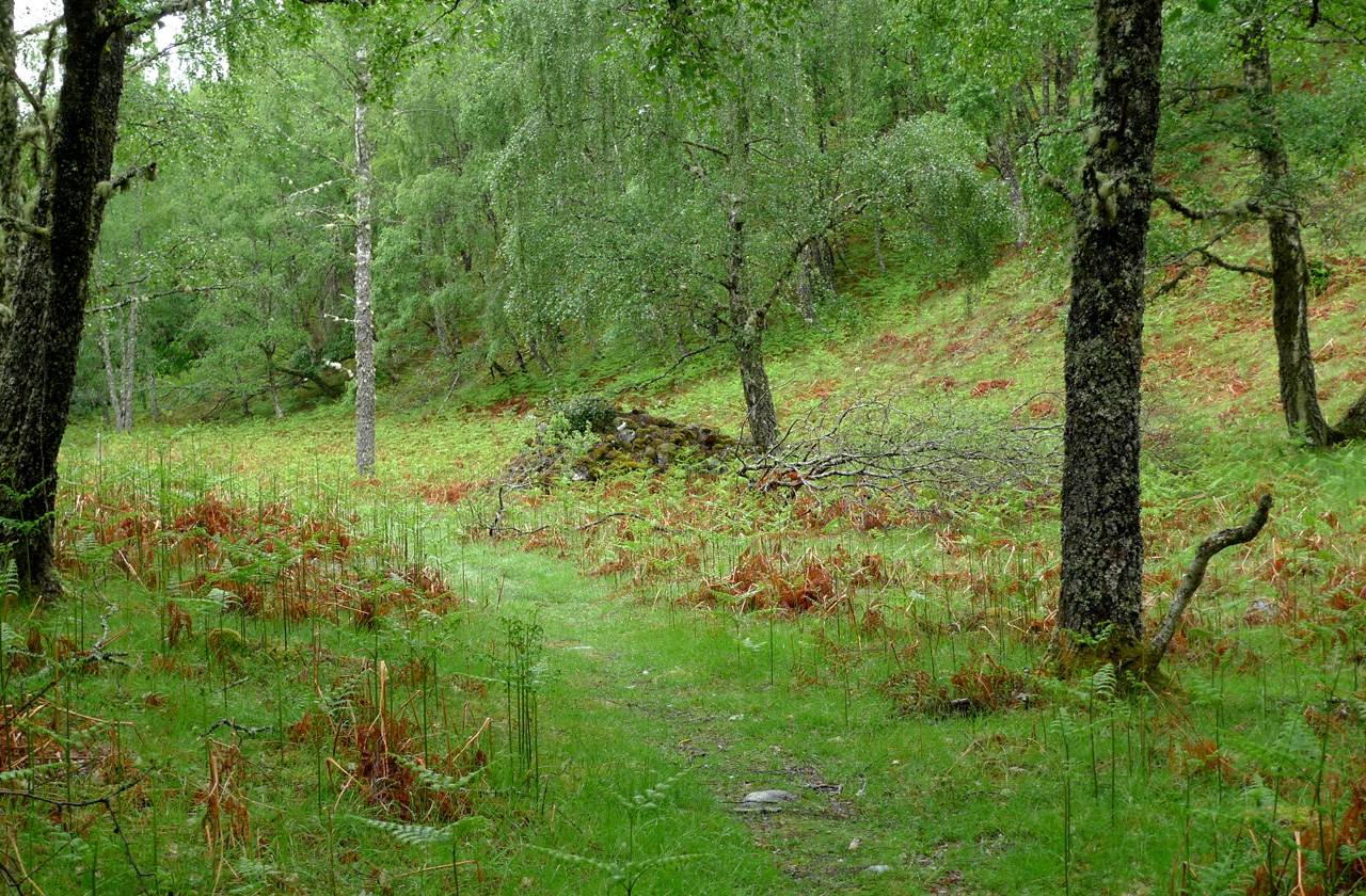A grassy path winding through birch woodland on the croft