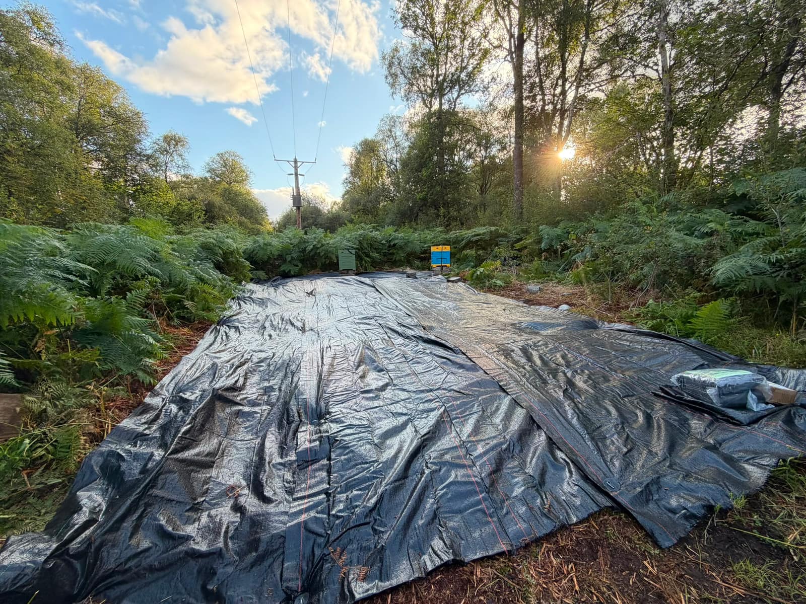 Weed-proof membrane laid over cleared ground in a woodland clearing, with beehives at the treeline and evening sun through the birches — the new apiary at Hamar Croft.