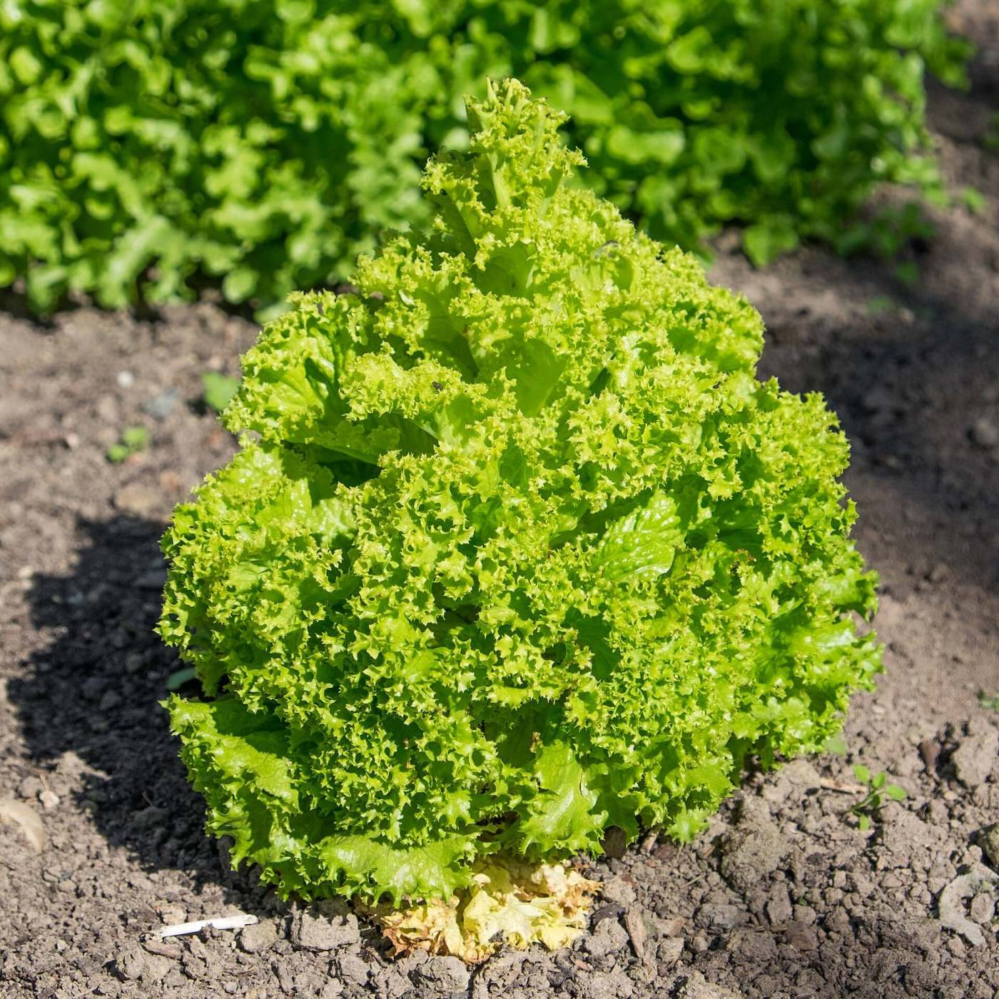 A vivid green loose-leaf lettuce growing in the soil